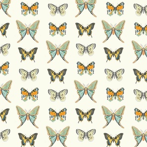 Butterfly collection