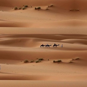  promenade dans le désert