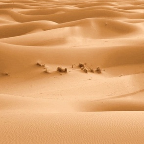 désert, dunes et broussailles en orange