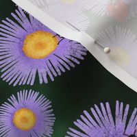 Purple Aster Flowers with Ladybugs on Emeral