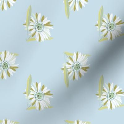 Fresh and Simple Daisy flower and a light blue background