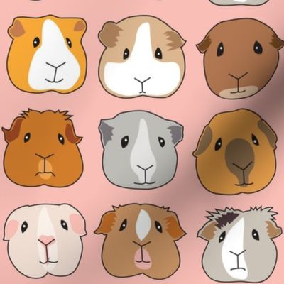 guinea pig faces on pink