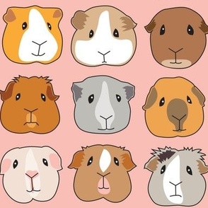 guinea pig faces on pink