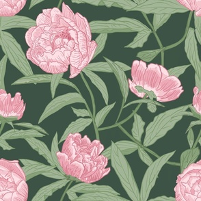 Blooming Peonies pink on dark green