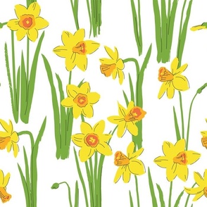 Spring flowers daffodils.