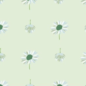 Delicate daisy and floral buds of soft green for home decor