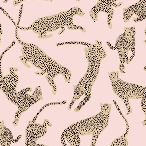 Cheetahs Pink
