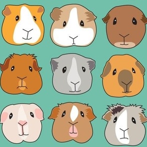 guinea pig faces on teal