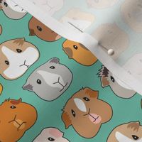 tiny guinea pig faces on teal