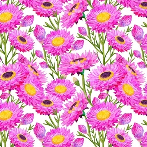 Pink Paper Daisies Floral Blooms