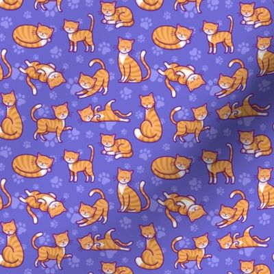 Orange Tabby Cat on Blue