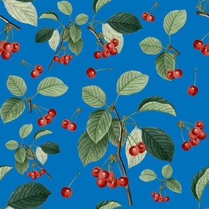 CHERRY JUBILEE (BLUE)