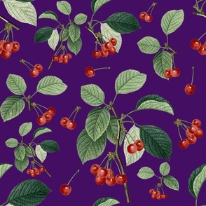 CHERRY JUBILEE (PURPLE)