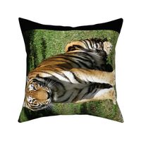 Tiger for Pillow