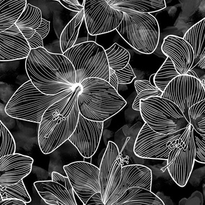 Amaryllis Belladonna Lily Line Drawing, White on Black