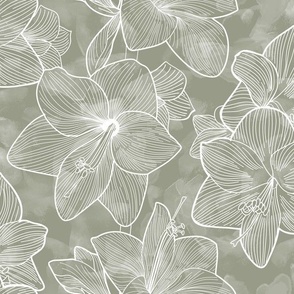 Amaryllis Belladonna Lily Line Drawing, White on Sage Green