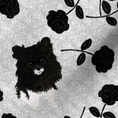 Black Rose Pomeranian abt. 5"