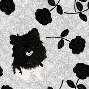 Black Rose Pomeranian abt. 5"