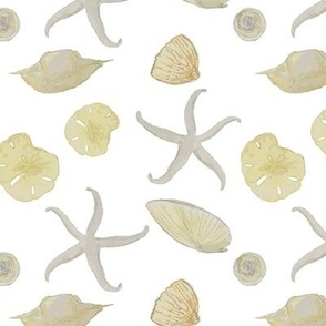 watercolor seashells on white background