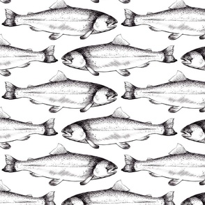 Hand drawn trout on white background in black and white