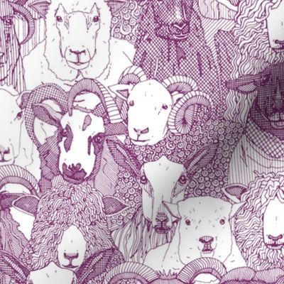 just sheep purple white