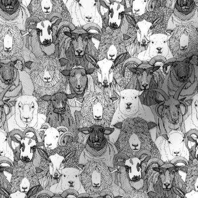 just sheep black white small