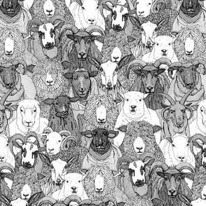 just sheep black white small