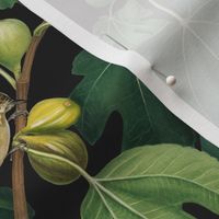 Figs & Birds - Medium - Black