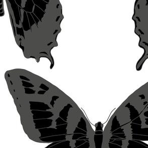 large electric butterfly fleet gray and black on white