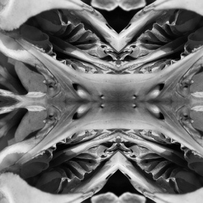 Ruffled Skull Photo - Large Abstract Cave Landscape - Artistic Photography in Black and White - Gothic Decor, Science Lovers, Natural History
