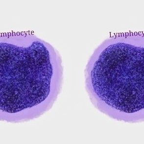 3 inch lympho

4 inch cells - Perfect for quilting for making COASTERS.

Cells from the human body prints are also available. 
Cytology,  pathology,  histology,  teaching and learning guide.  Use it on any science project.  
Other cell types are in 