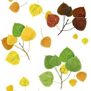 Aspen Leaves Turning - Full Color on White