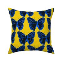 medium spotted butterflies classic blue and black on gold