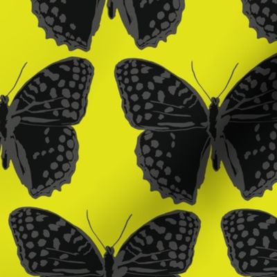 medium spotted butterflies gray and black on lime