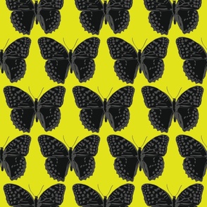 medium spotted butterflies gray and black on lime