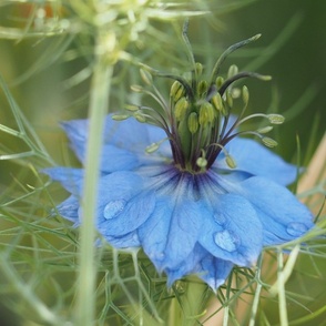 Fleur bleue avec gouttelettes d'eau - Blue flower with droplets of water