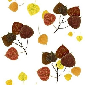 Aspen Leaves Turning - Full Color - Full Fall