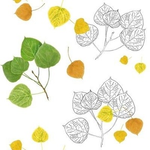 Aspen Leaves Turning - Full Color and Line Art - Start of Fall