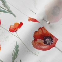 Red Oriental Poppies Watercolor on White