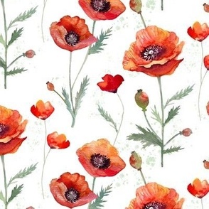 Red Oriental Poppies Watercolor on White