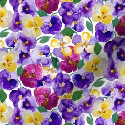 Pansy Blossoms, Purple and Yellow on White
