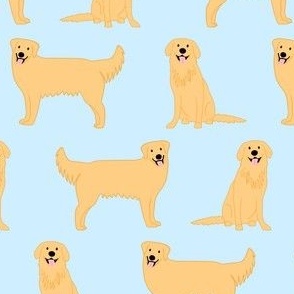 Golden retriever 31