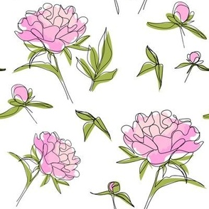 Pink blooming peonies on white background