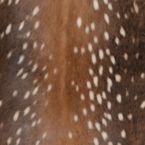 White Spotted Axis Deerhide