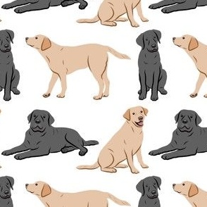 Yellow & Black Labrador Retriever Dogs - White