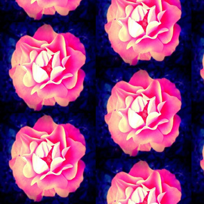 Apricot/peach coloured rose, blue background 