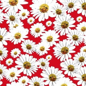 Daisies on ruby red