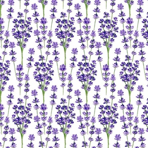 Watercolour lavender on white background. Seamless floral pattern-288.