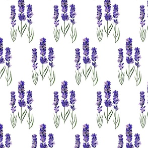 Watercolour lavender on white background. Seamless floral pattern-289.