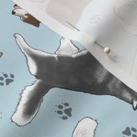 Trotting Siberian Husky and paw prints - frosty blue